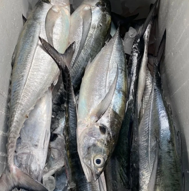 Ikan Mentah